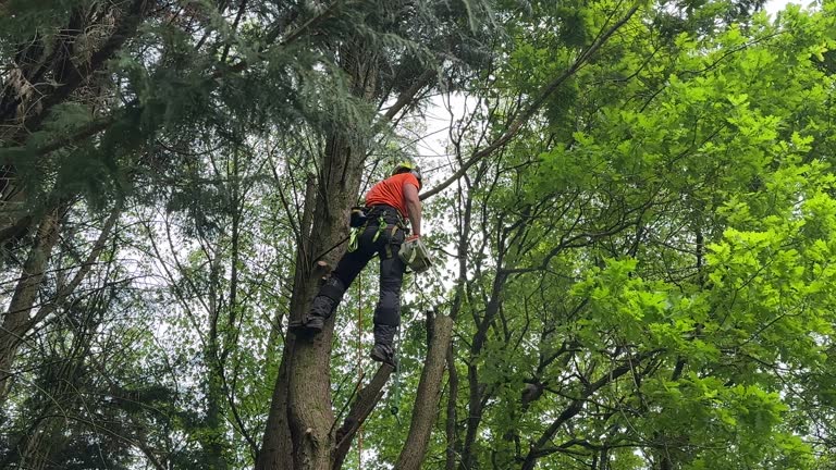 Best Tree Disease Treatment  in Centerport, NY